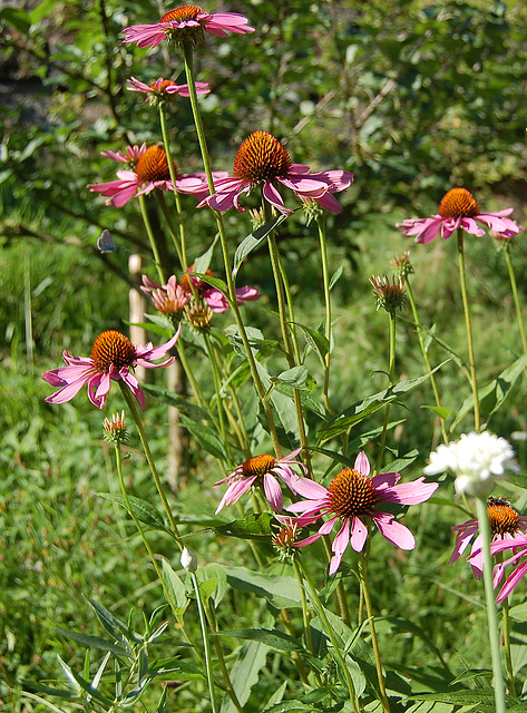 ĝardenfloro (Gartenblume)