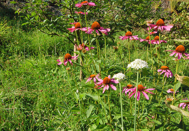 ĝardenfloro (Gartenblume)