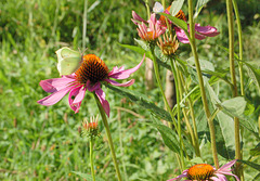 malgranda brasika papilio (Kleiner Kohlweißling)