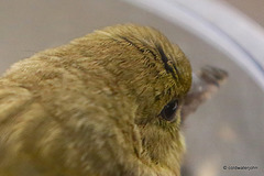 So how many eyelashes does a Greenfinch have, then?