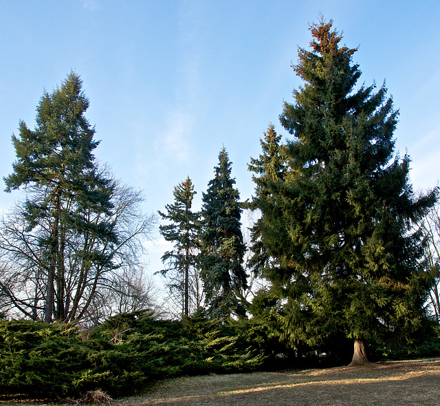 Koniferen im Volkspark Räcknitz