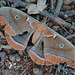 Polyphemus Moth - Antheraea polyphemus- female