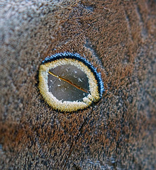 Polyphemus Moth - Antheraea polyphemus (f) Upper wing eyespot