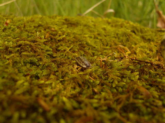 Wood louse in moss