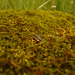 Wood louse in moss