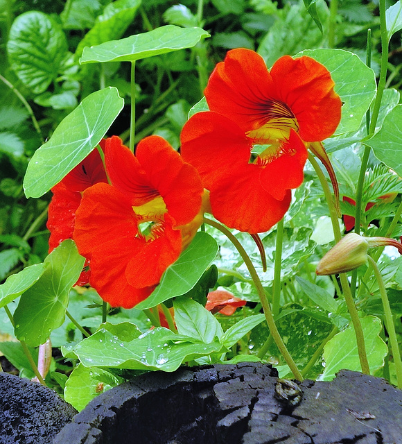 Nasturtiums.