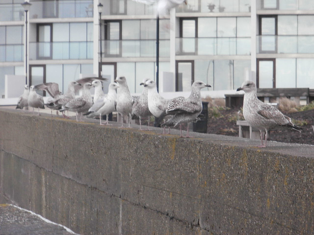 The seagulls were waiting for food