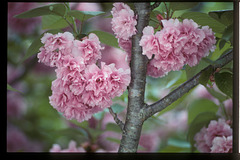 double cherry blossoms 06