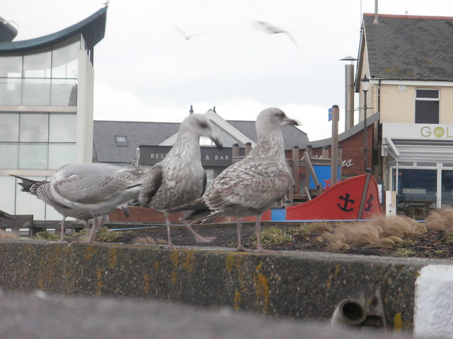 Some of the young gulls waiting for food