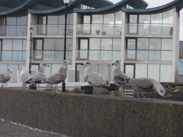 This last year has been good for baby seagulls