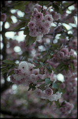 double cherry blossoms 04