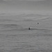 Even in this cold windy winter's day, there were surfers