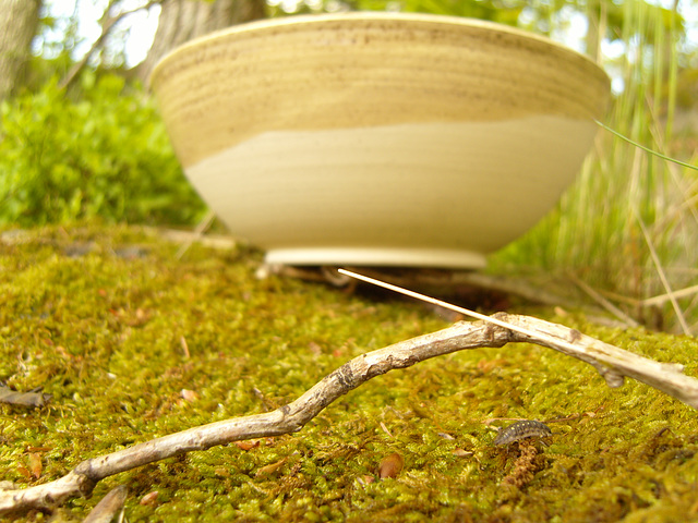 pot and isopoda