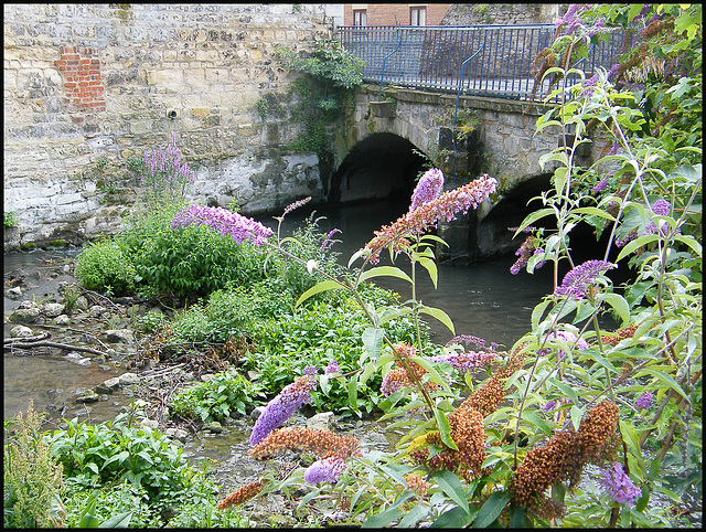 buddleia in Paradise