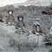 the Hay children at Finzean
