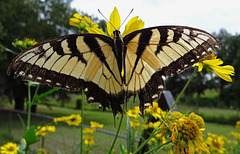 A beautiful but tattered weary Tiger Swallowtail butterfly