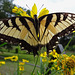 A beautiful but tattered weary Tiger Swallowtail butterfly