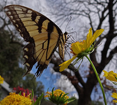 A beautiful but tattered weary Tiger Swallowtail butterfly