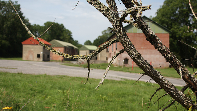 Beyond the tree