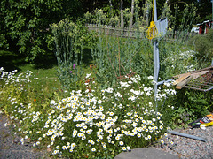 in my garden 2009