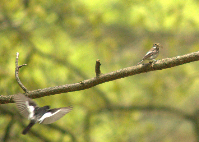 Pair of Pied Flycatchers