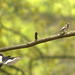 Pair of Pied Flycatchers