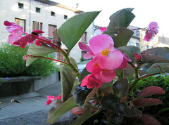 Bégonias