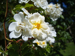 in my garden 2009 in my garden 2009