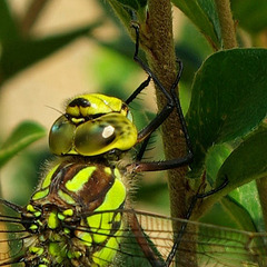 Closest close up of female Souther Hawker Closest close up of female Souther Hawker