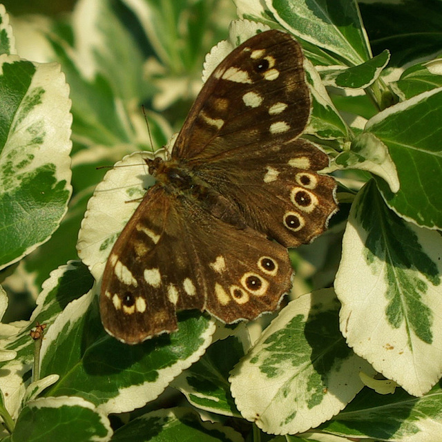 Specked Wood