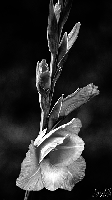 Gladioli