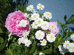 in my garden 2009 in my garden 2009