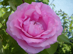 in my garden 2009 in my garden 2009