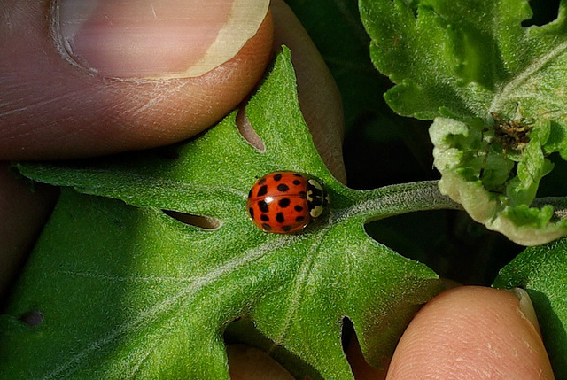 Ladybird 24 ?