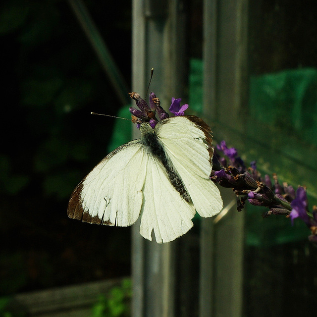 Large White