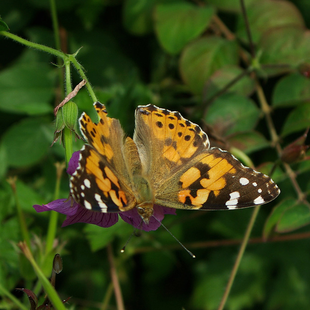 Painted Lady