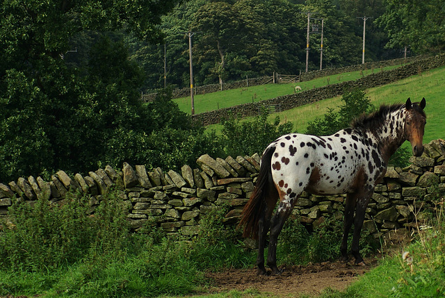 Polka dot horse