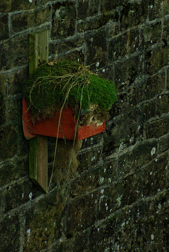 'Dipper' nestbox