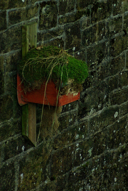 'Dipper' nestbox