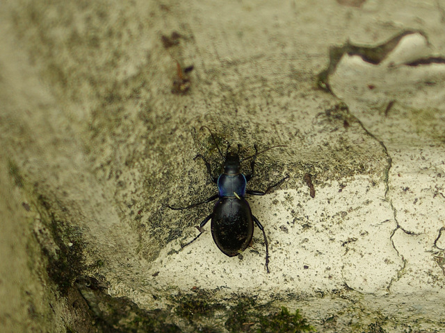 Violet Ground Beetle