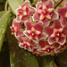 Hoya