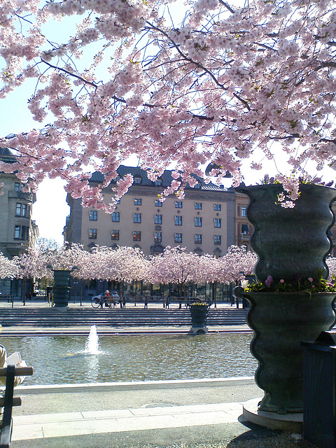 Sakura, cherry blossom Stockholm, Sweden