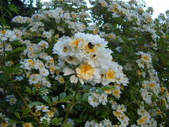 in my garden 2009 in my garden 2009