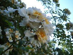 in my garden 2009 in my garden 2009