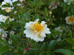 in my garden 2009 in my garden 2009