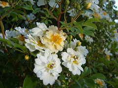 in my garden 2009 in my garden 2009