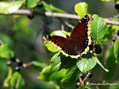 Papillon ( Morio )