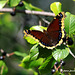 Papillon ( Morio )