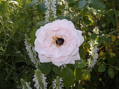 hungry bumblebee hungry bumblebee