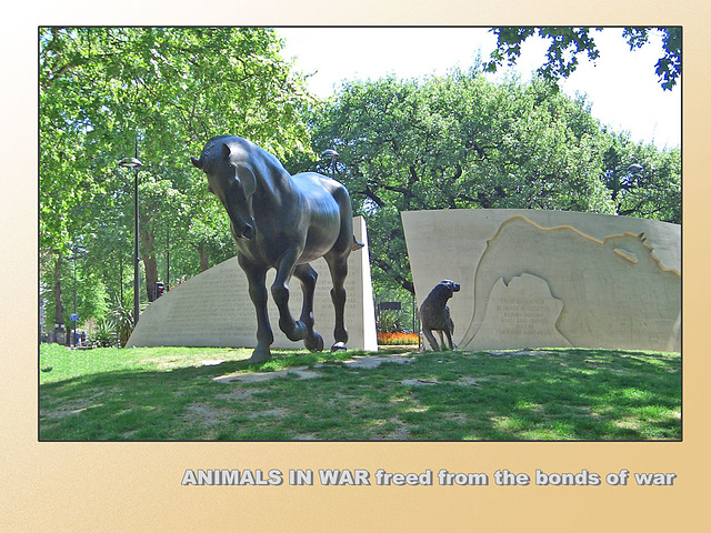 Animals in War horse & dog freed from the bonds of war